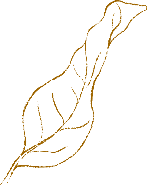 magnolia_leaf3_outline2.gif